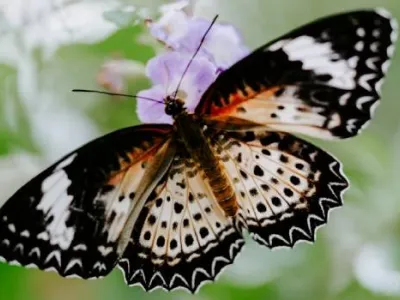 La mariposa viajera de Ana Corchero